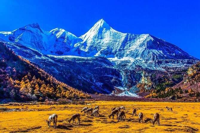 5-Day Daocheng Yading, Kangding, Mount Siguniang Tour Small Group - Good To Know