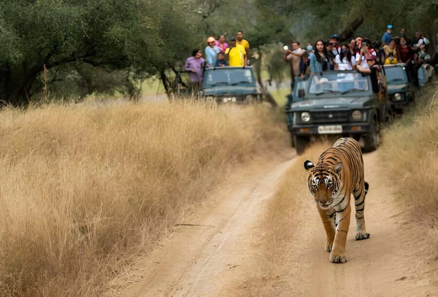5-Day Private Golden Triangle & Tiger Safari Tour from Delhi - Why This Tour Offers Good Value