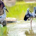 5 Days Private Bangladesh Tour Tea & Rainforest - Who Is This Tour For?