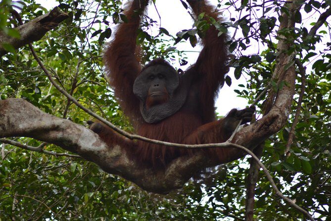 5 Days Truly Orangutan Wildlife Jungle Trail - Day 2: Camp Leakey and Rainforest Trekking