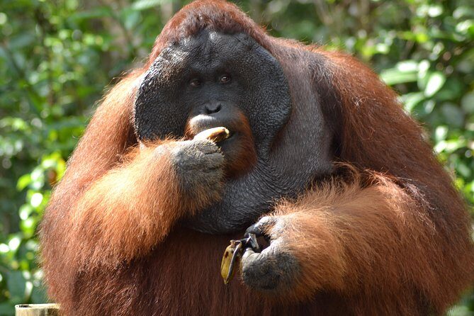 5 Days Truly Orangutan Wildlife Jungle Trail - Final Thoughts: Who Is This Tour For?