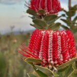 5 Days Walking with Wildflowers - Fitzgerald Biosphere - The Experience and Group Dynamics