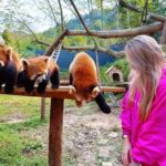 6-Day Chengdu Free Tour with Accommodation and Airport Transfer - A Deep Dive into the Tour Details