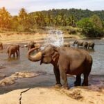 "6-Day Sri Lanka Escape: From Highlands to the Sea" - Itinerary Breakdown: What Makes Each Stop Unique?