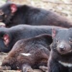 6-Days Discovery Tour of Tasmania - Comfort Style - Why This Tour Offers Great Value