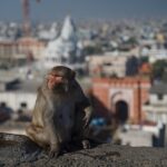 6 Days India Tour - One Life Adventures - Transportation & Logistics