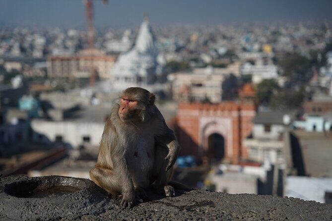 6 Days India Tour - One Life Adventures - Transportation & Logistics