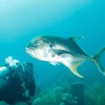 6 days Unlimited Diving Air and Nitrox package - Detailed Tour Breakdown