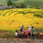 7-Day Northern Vietnam Discovery: Sapa, Ninh Binh & Halong Bay - Who Will Love This Tour?