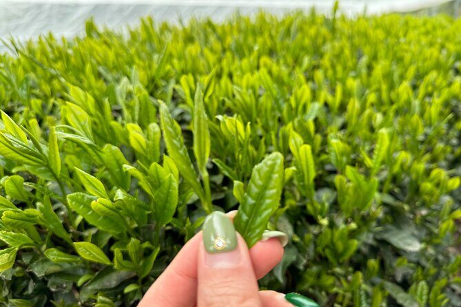 7 Hours Private Guided Tour Uji and Wazuka Matcha Farm - Why This Tour Offers Great Value