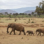 8-Day Sri Lanka Tour: History, nature, culture, wildlife - Scenic Hill Country & Cultural Delights