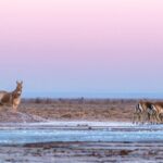 A Day Khustai National Park - What the Tour Includes and What to Consider