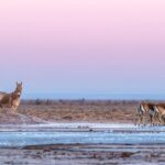 A Day Khustai National Park - Is It Worth the Price?