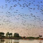A Day Tour of Bharatpur Bird Sanctuary from Agra. - Detailed Review of the Tour Experience