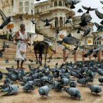 A Day Trip of Pushkar From Jaipur with Guide Service - Considerations for Potential Travelers