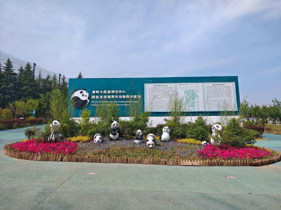 A day trip to the Xi'an Qinling Giant Panda Research Center - Why this tour stands out