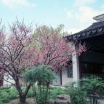 A Deep Dive into Nanxiang Xiaolongbao Culture - The Itinerary in Detail