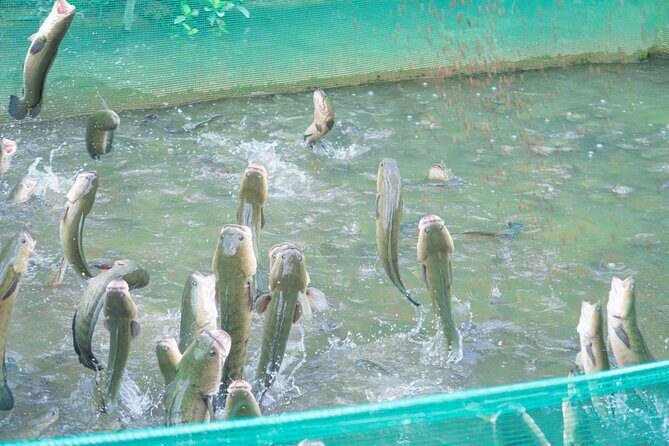 A Genuine 4-Day Journey Cycling the Mekong Delta - Transportation, Group Size, and Overall Comfort