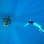 A Private TURTLE Tour on Rarotonga with Photography and Transfers - What Reviewers Say About This Tour