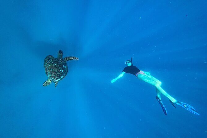 A Private TURTLE Tour on Rarotonga with Photography and Transfers - What Reviewers Say About This Tour