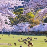 A Thousand Blossoms & Deer: Nara Spring Day Tour - Exploring Nara’s Cultural Heritage