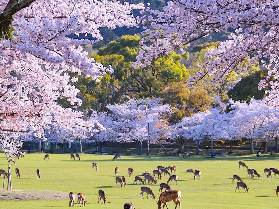 A Thousand Blossoms & Deer: Nara Spring Day Tour - Exploring Nara’s Cultural Heritage