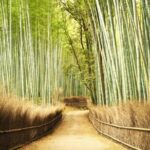 A trip to Kyoto and Osaka in one day - The Sum Up