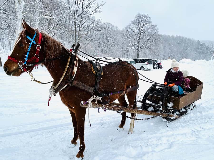 Abashiri: Horse-Drawn Sleigh Ride & Making Local Cuisine - Who Will Love This Tour?