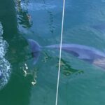 Adelaide: 4-Hour Swimming with Dolphins Experience - An honest look at the experience