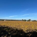 Adelaide City Highlights via Hahndorf Half-Day Tour - Transportation, Group Size, and Price