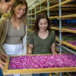 Adelaide Hills: Jurlique Farm Tour - Good To Know