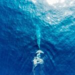 Aerial Whale Watching by Airplane from Koggala Airport (KCT) - Considering the Price: Is It Worth It?