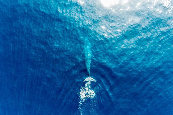 Aerial Whale Watching by Airplane from Koggala Airport (KCT) - Considering the Price: Is It Worth It?