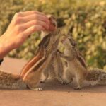 Agra: Agra Fort Private Guided Tour with Squirrel Feeding - A Deep Dive into the Agra Fort Private Guided Tour