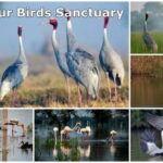 Agra Drop via Bharatpur & Fatehpur Sikri from Delhi - Exploring Bharatpur and Keoladeo Ghana National Park