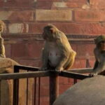 Agra: Monkey Safari Guided Walking Tour - The Itinerary: Step-by-Step Breakdown