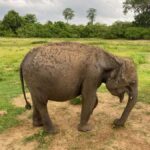 Ahungalla Riu Yala National Park Private Jeep Safari Tour - Detailed Itinerary Breakdown