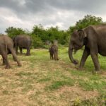 Ahungalla Riu Yala National Park Private Jeep Safari Tour - Who Will Love This Tour?