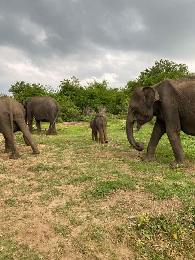 Ahungalla Riu Yala National Park Private Jeep Safari Tour - Who Will Love This Tour?