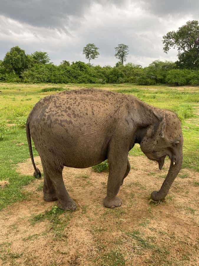 Ahungalla Riu Yala National Park Private Jeep Safari Tour - Detailed Itinerary Breakdown