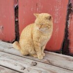 Ainoshima Island Private Cat Tour with Ferry Ride - Practical Tips for Your Visit