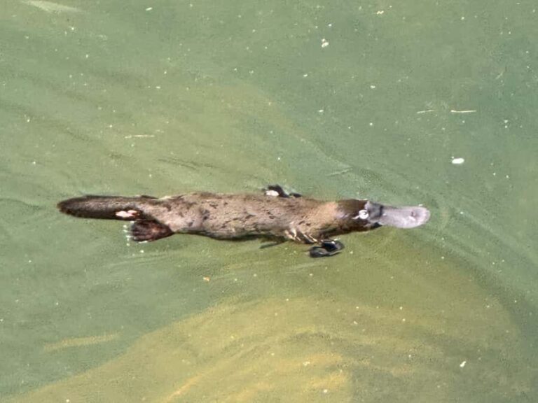 Airlie Beach: Eungella Wild Platypus Encounter - Exploring the Journey from Airlie Beach to Eungella