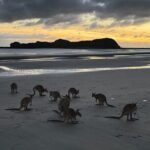 Airlie Beach: Kangaroos on the beach at dawn. - The Experience in Detail