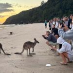 Airlie Beach: Kangaroos on the Beach at Dawn - What to Expect: An Outline of the Morning