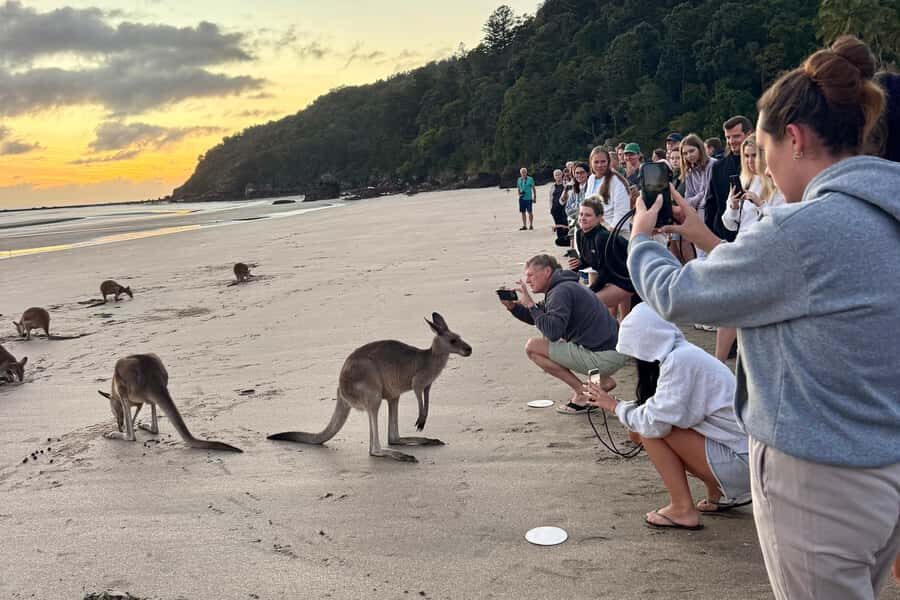 Airlie Beach: Kangaroos on the Beach at Dawn - What to Expect: An Outline of the Morning