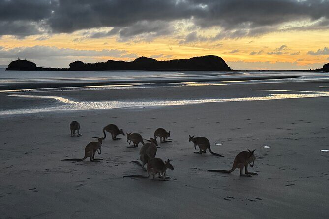 Airlie Beach: Kangaroos on the beach at dawn. - The Experience in Detail