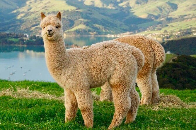 Akaroa Private Day Trip From Christchurch - Who Is This Tour Best For?