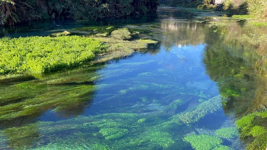 AKL: TE PUIA w buffet, Poly'sian Spa & Blue Springs Day Tour - Te Puia: Geothermal Powerhouse and Mori Cultural Hub