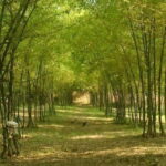 Albay Bicol Full Day Join-In-Tour by ZCHEDULISTA - Practical Aspects: What to Expect