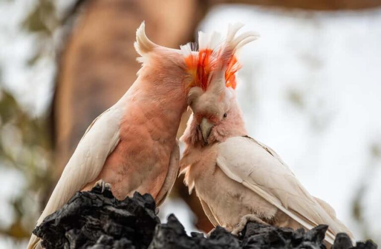 Alice Springs: Desert Park Entry Ticket - In-Depth Look at the Highlights